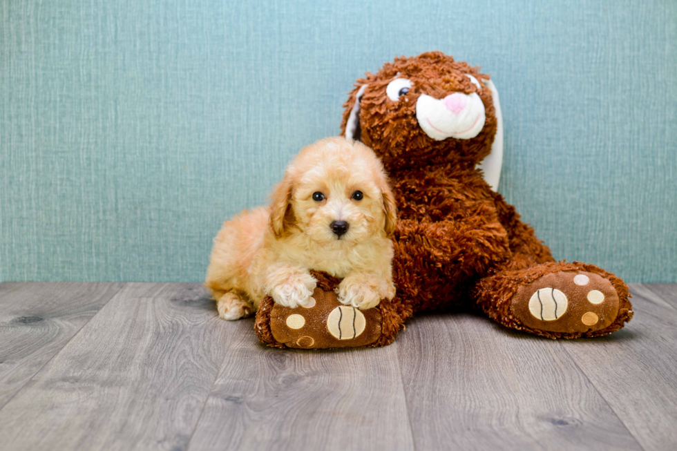 Cavapoo Pup Being Cute