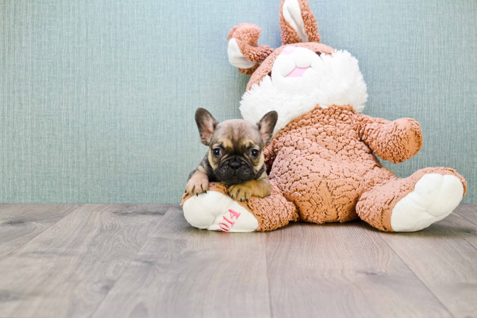 Popular French Bulldog Purebred Pup