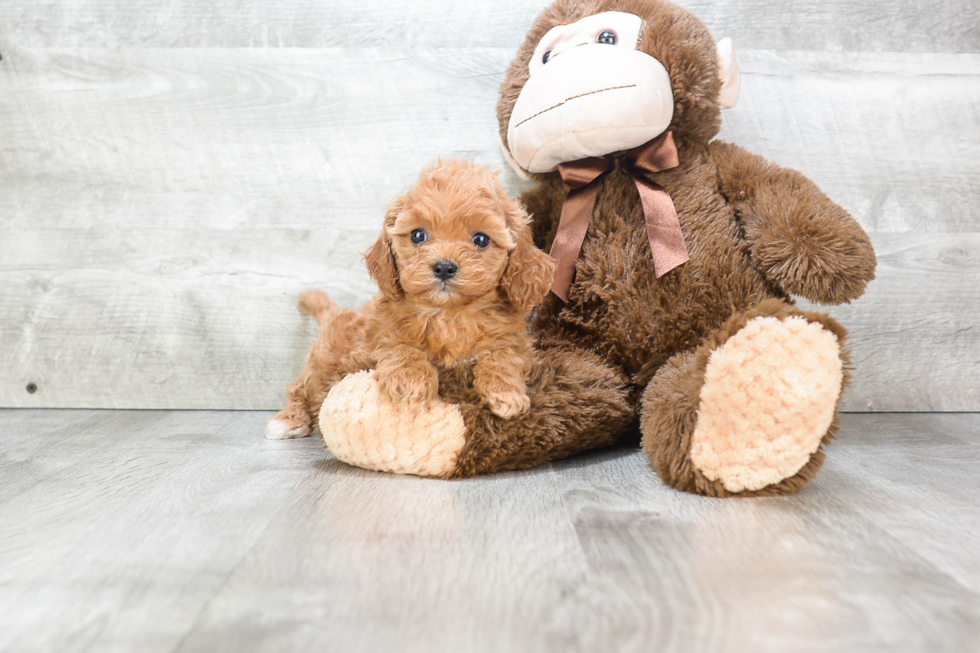 Best Cavapoo Baby