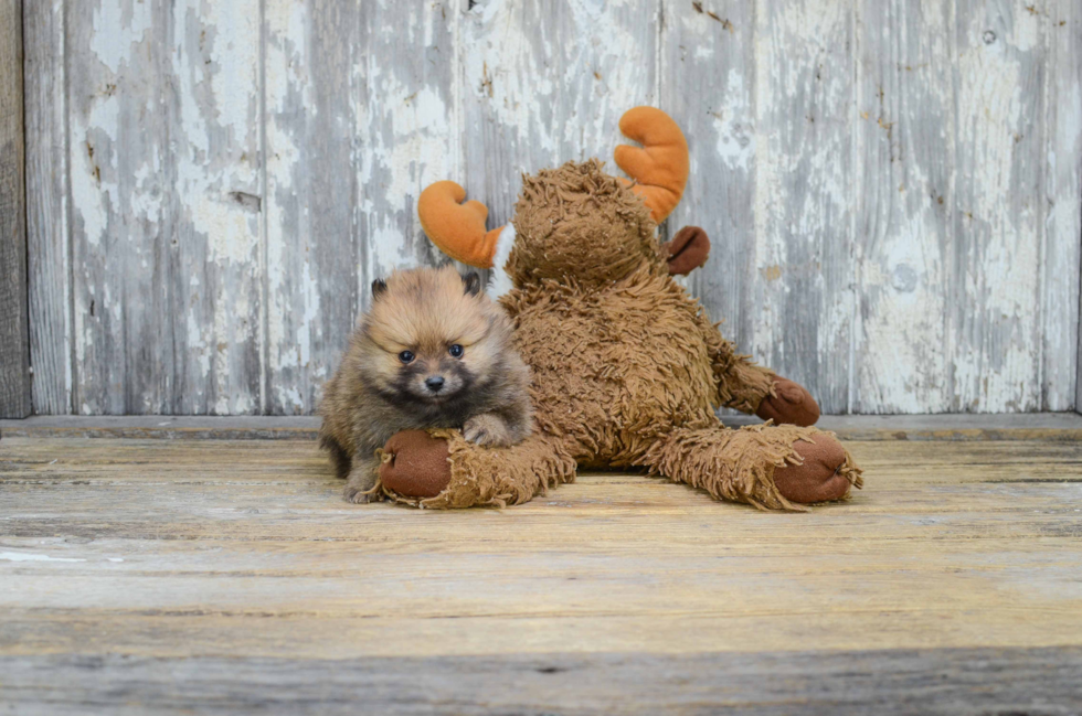 Playful Pomeranian Purebred Pup