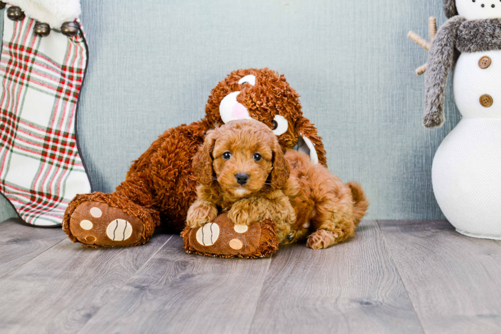 Mini Goldendoodle Pup Being Cute