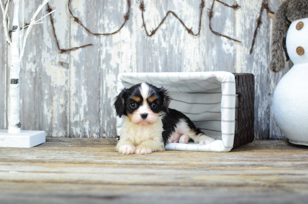 Funny Cavalier King Charles Spaniel Purebred Pup