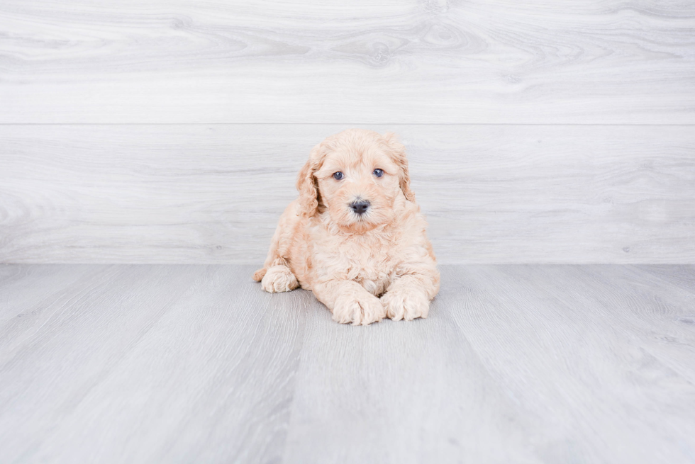 Fluffy Mini Goldendoodle Poodle Mix Pup