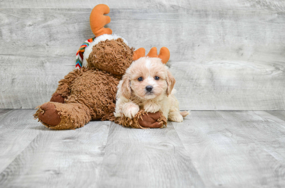 Cavapoo Puppy for Adoption