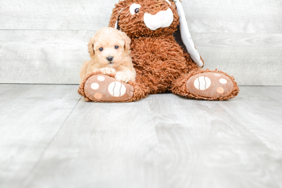 Happy Maltipoo Baby