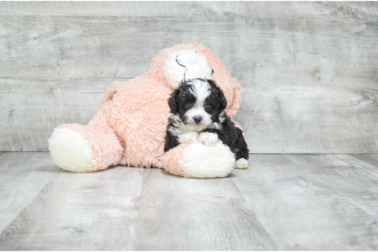 Adorable Aussiepoo Poodle Mix Puppy