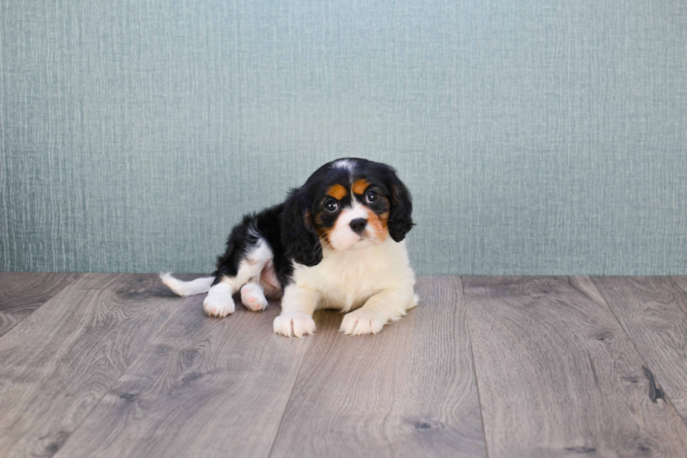 Best Cavalier King Charles Spaniel Baby