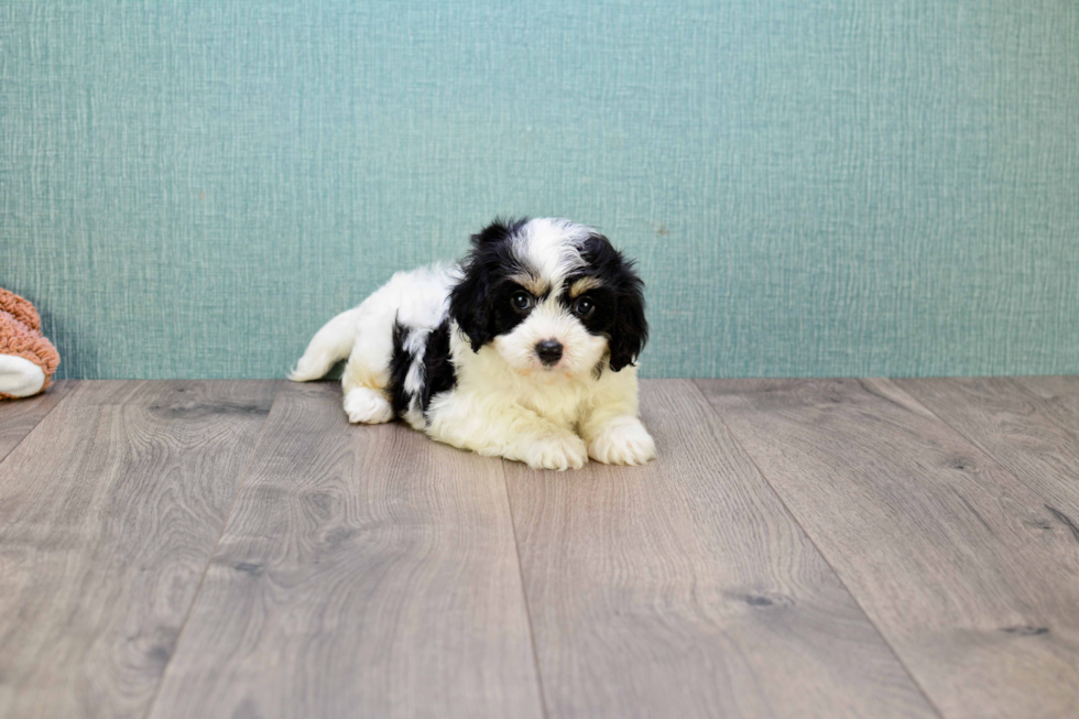 Hypoallergenic Cavalier Designer Puppy