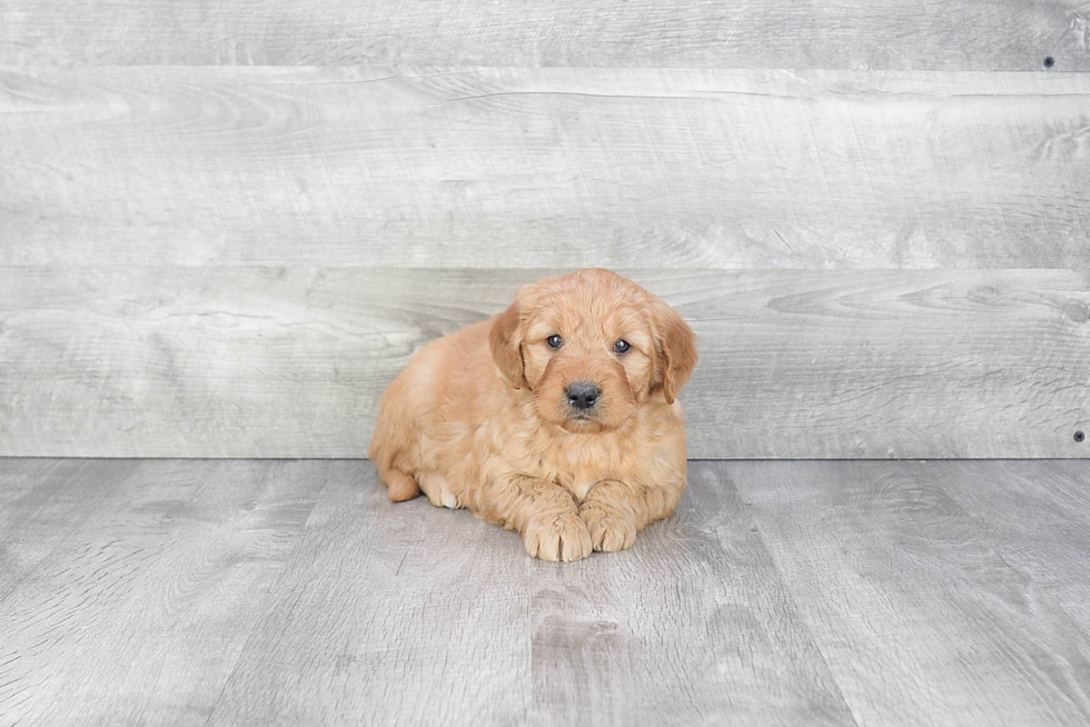 Mini Goldendoodle Pup Being Cute