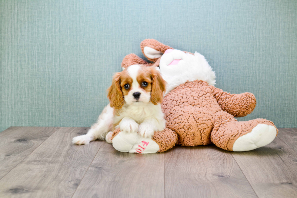 Best Cavalier King Charles Spaniel Baby