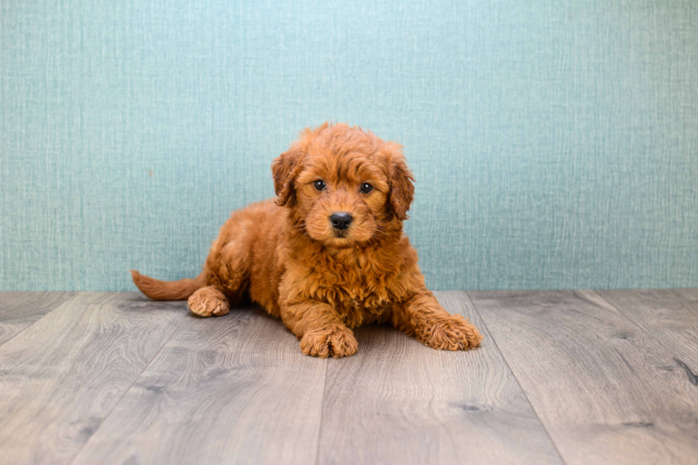 Petite Mini Goldendoodle Poodle Mix Pup