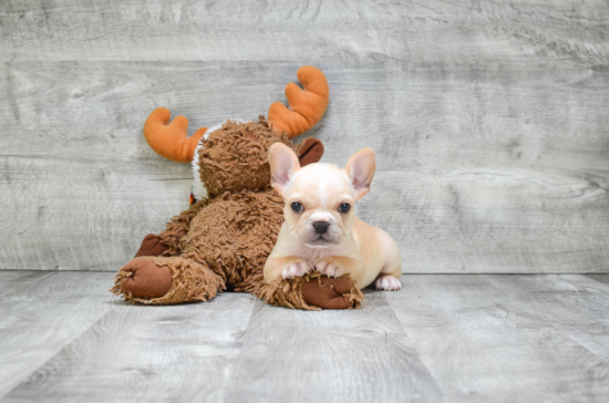 Akc Registered French Bulldog Baby