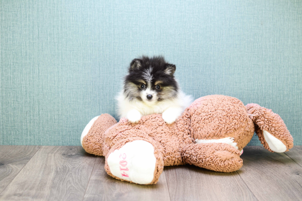 Pomeranian Pup Being Cute