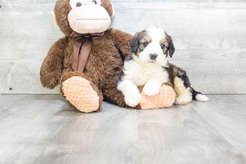 Popular Mini Bernedoodle Poodle Mix Pup