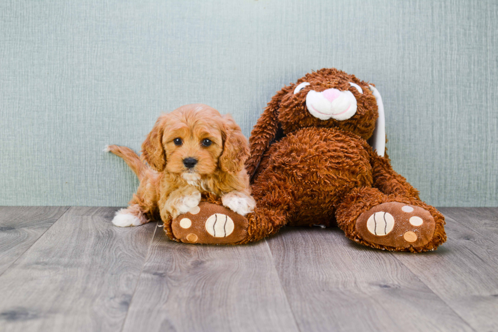 Cavapoo Puppy for Adoption