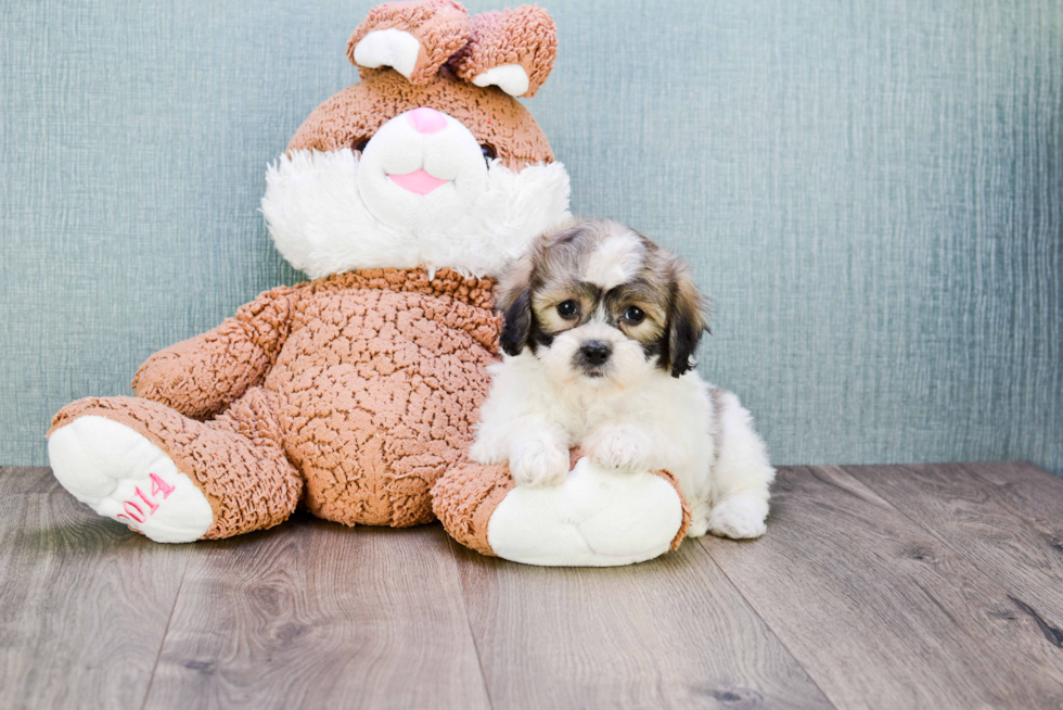 Teddy Bear Pup Being Cute