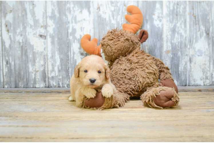 Smart Mini Goldendoodle Poodle Mix Pup