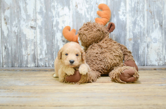 Smart Mini Goldendoodle Poodle Mix Pup