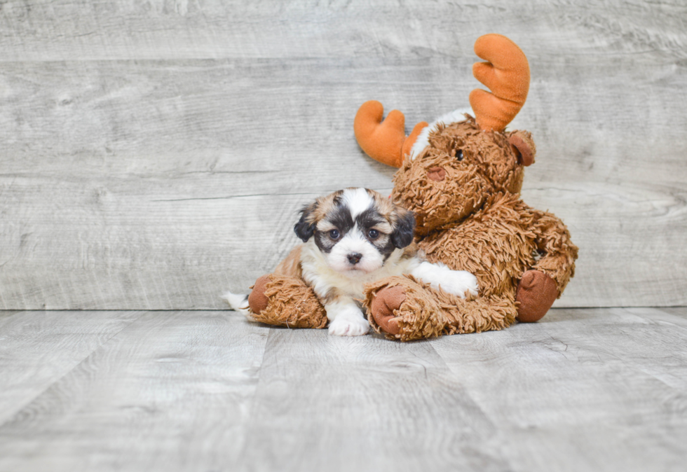 Friendly Teddy Bear Baby