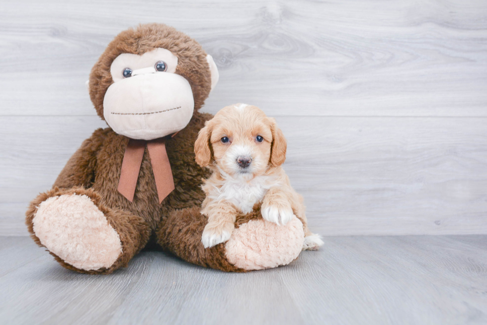 Little Golden Retriever Poodle Mix Puppy