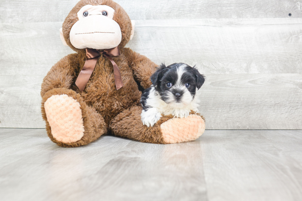 Popular Teddy Bear Designer Pup