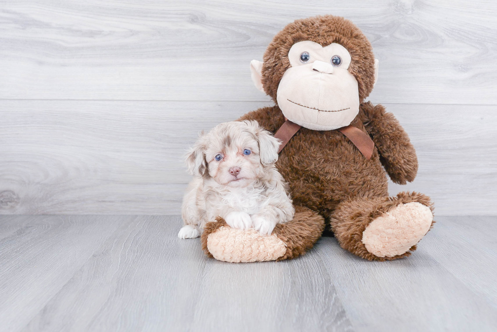 Mini Aussiedoodle Puppy for Adoption