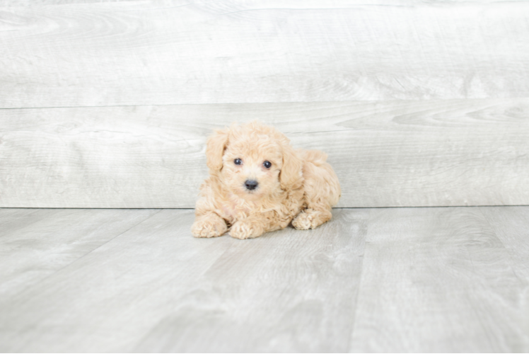 Poodle Pup Being Cute