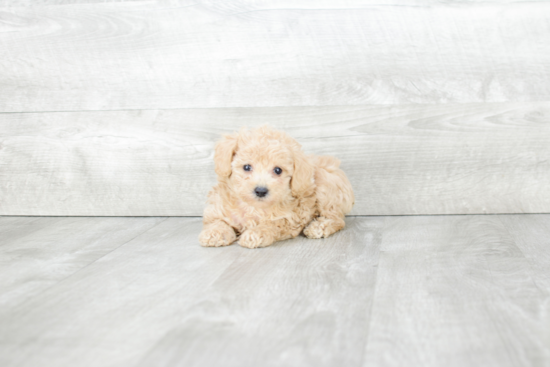 Poodle Pup Being Cute