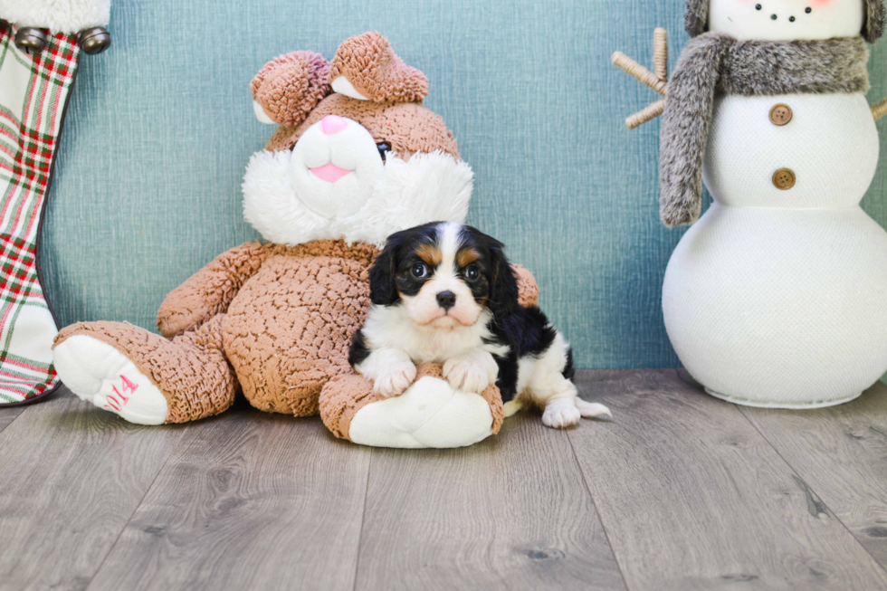 Cavalier King Charles Spaniel Pup Being Cute