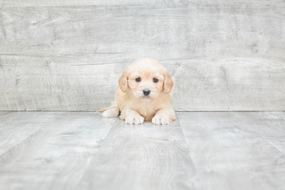 Happy Cavachon Baby