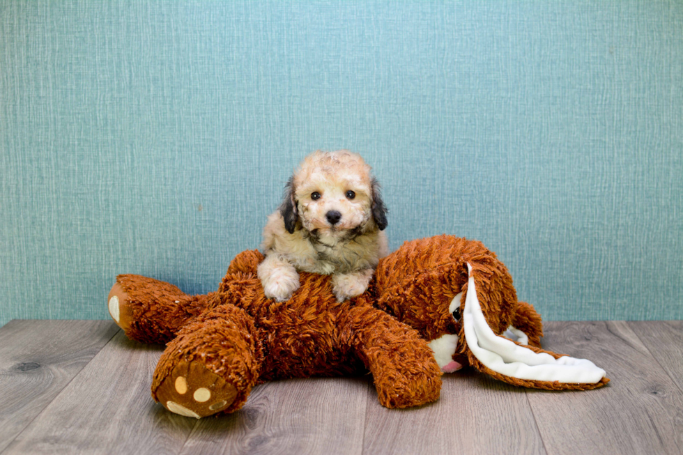 Petite Maltipoo Poodle Mix Pup