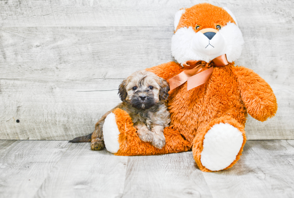 Sweet Mini Labradoodle Baby