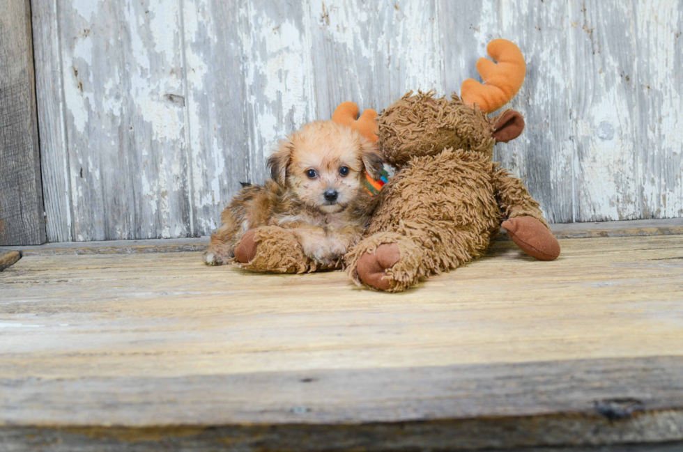 Best Morkie Baby