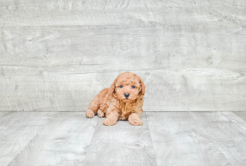 Poodle Puppy for Adoption