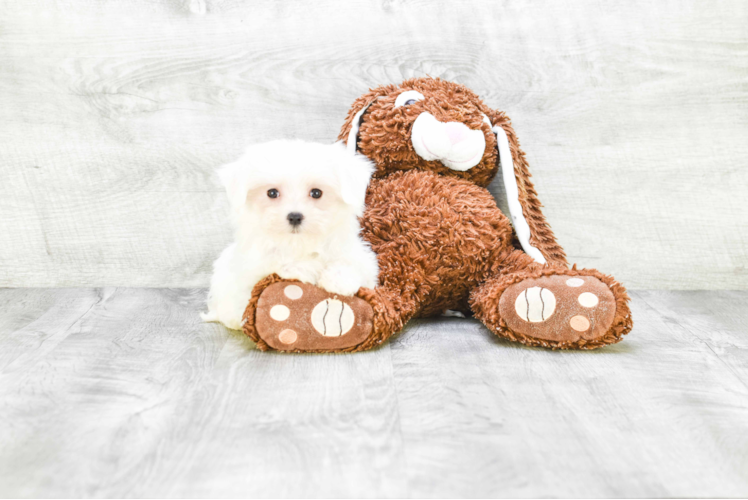 Small Maltese Purebred Pup