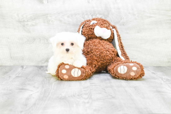 Small Maltese Purebred Pup