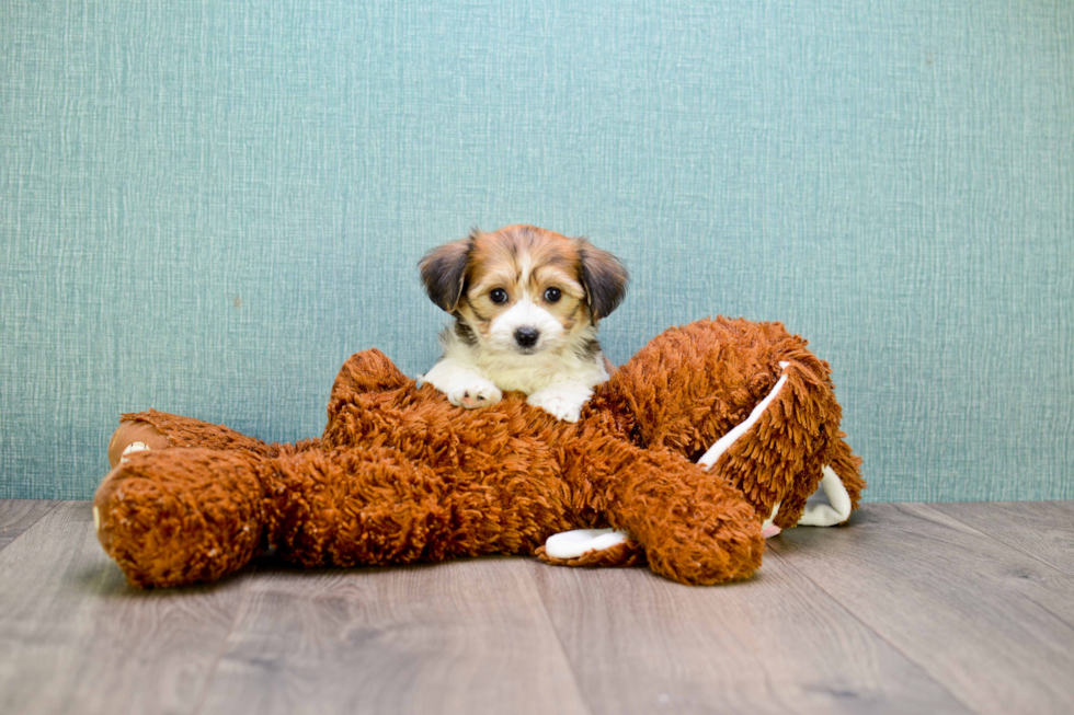 Happy Morkie Baby