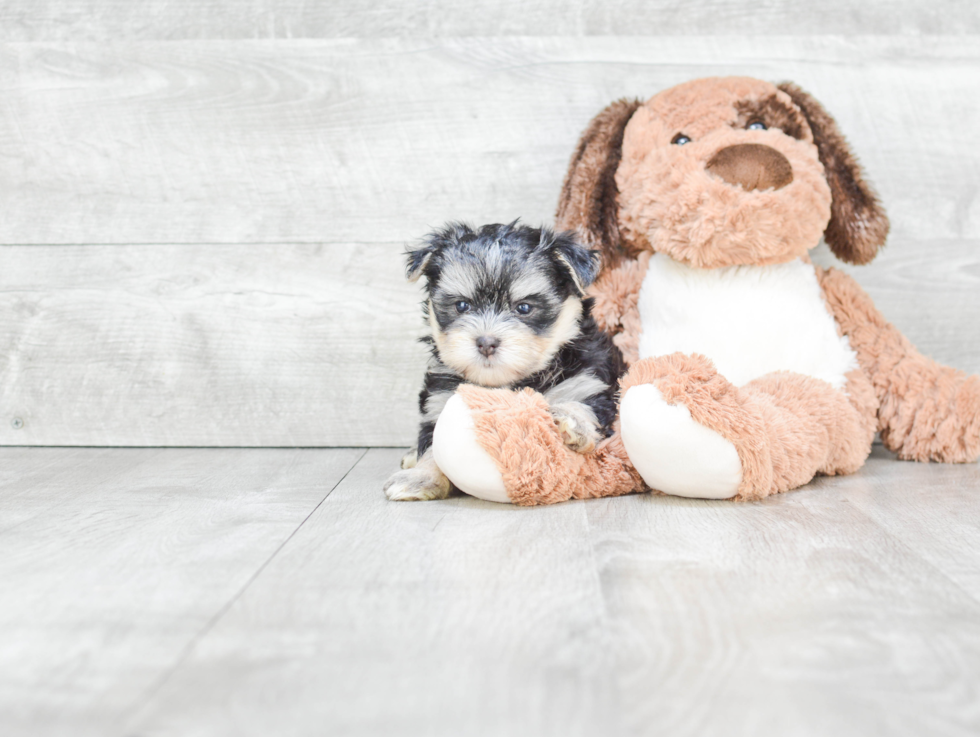 Morkie Pup Being Cute