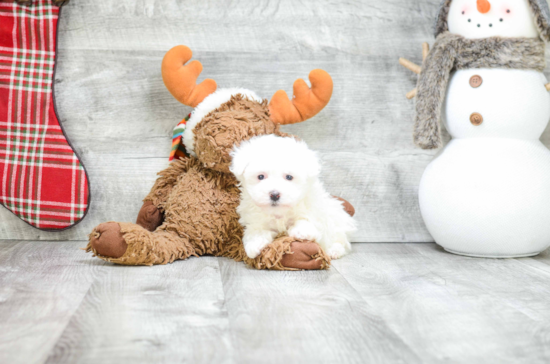 Havanese Pup Being Cute