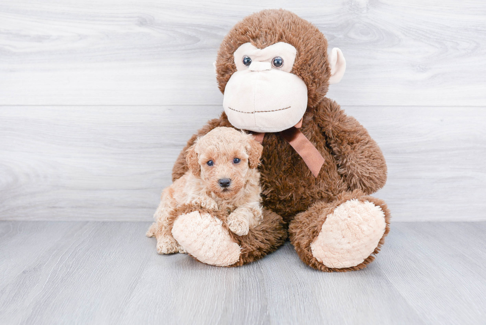 Poodle Pup Being Cute