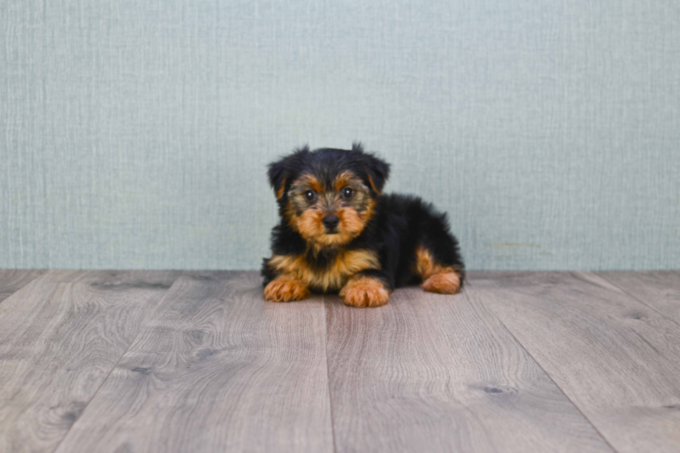 Meet Izzie - our Yorkshire Terrier Puppy Photo 