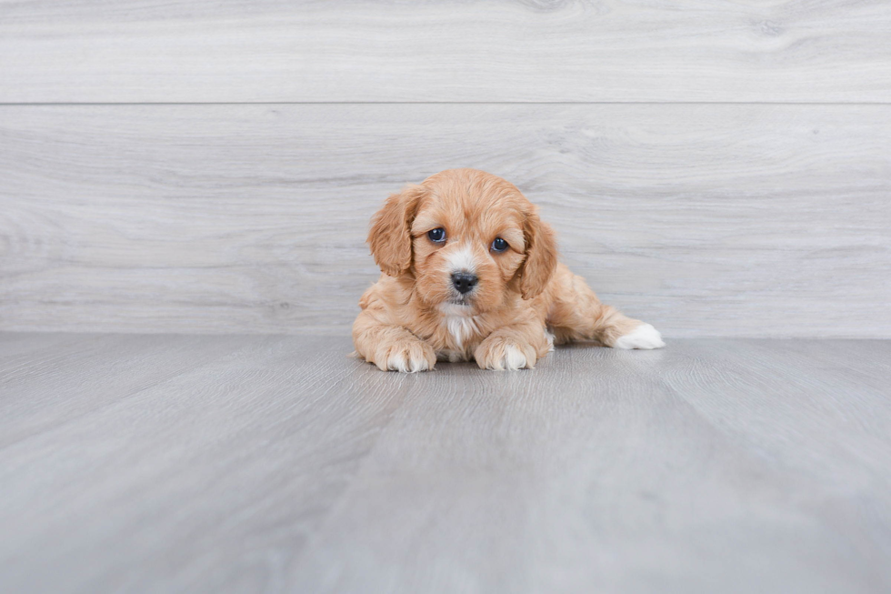 Petite Cavapoo Poodle Mix Pup