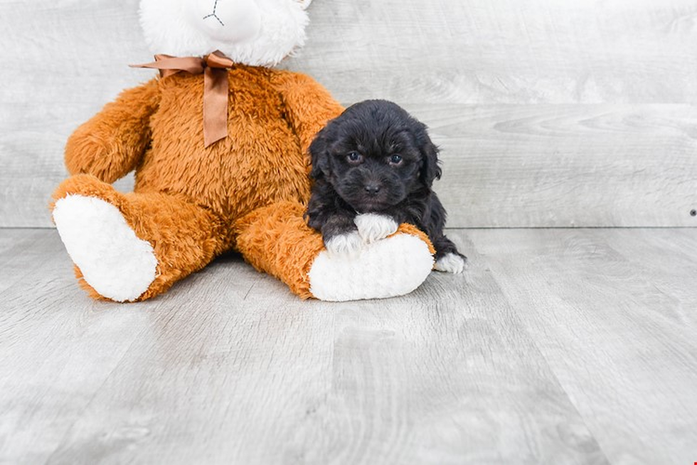 Akc Registered Havanese Baby