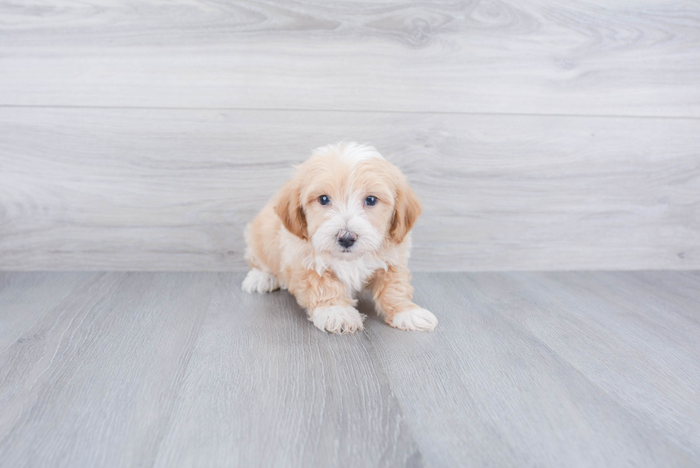 Cute Maltipoo Baby