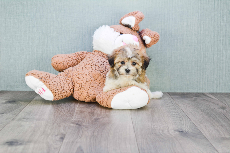 Friendly Teddy Bear Baby