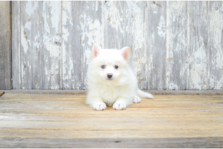 Happy Pomsky Baby