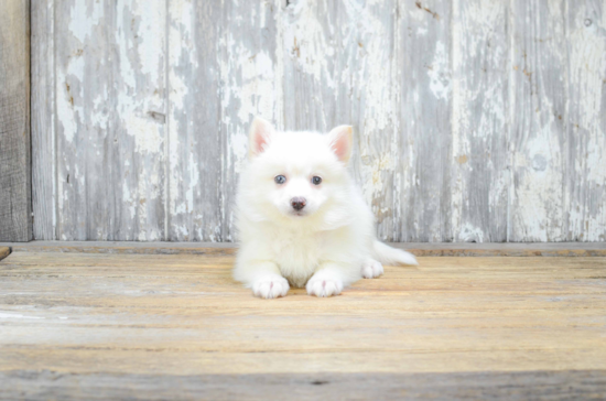 Happy Pomsky Baby