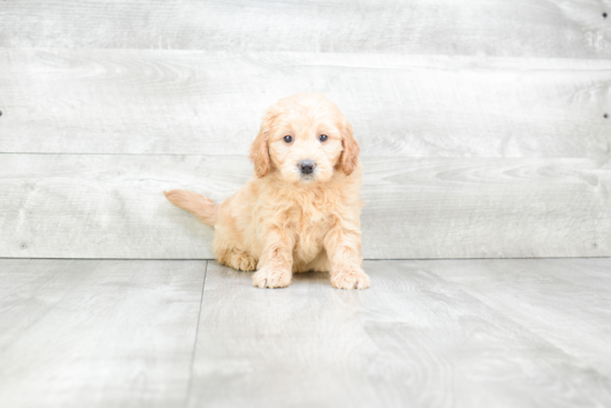 Mini Goldendoodle Puppy for Adoption