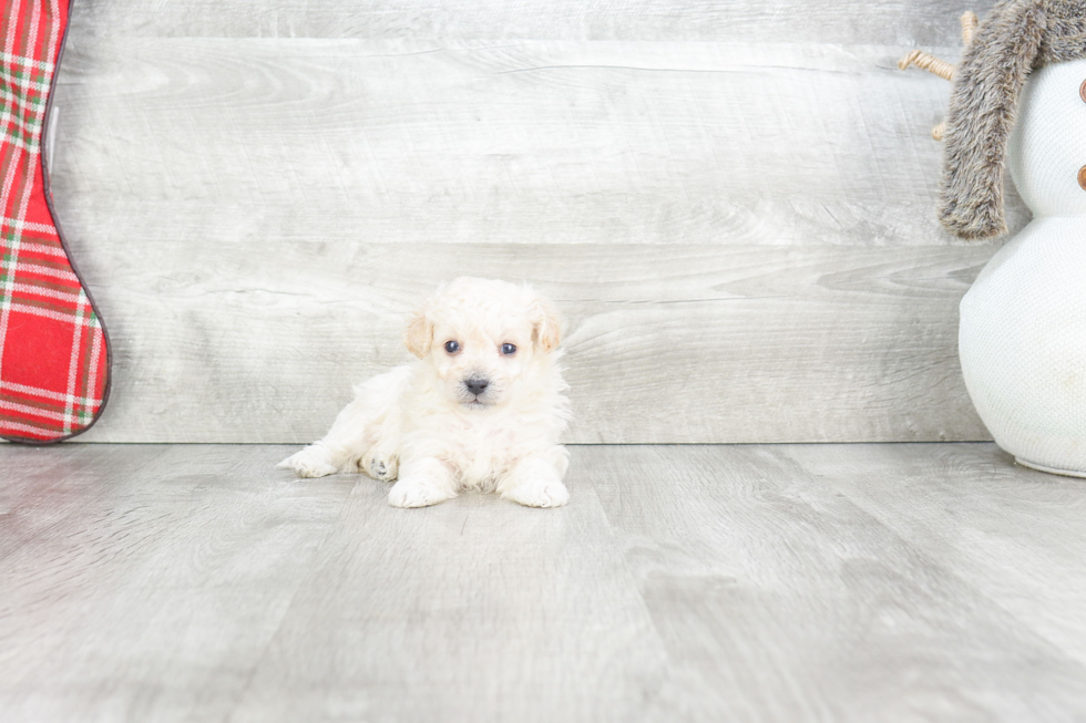 Smart Maltipoo Poodle Mix Pup