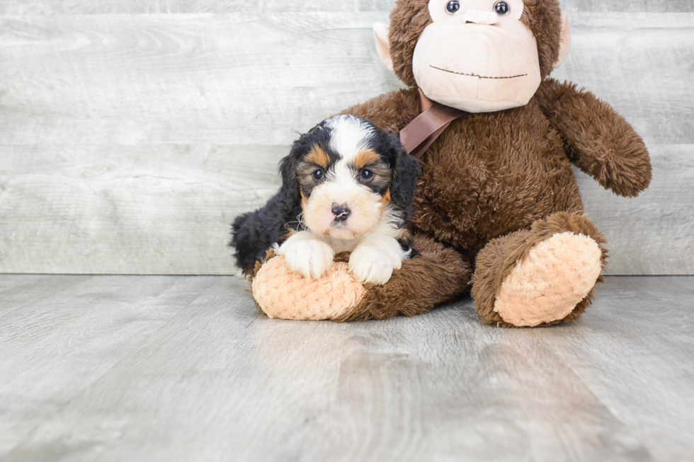 Best Mini Bernedoodle Baby